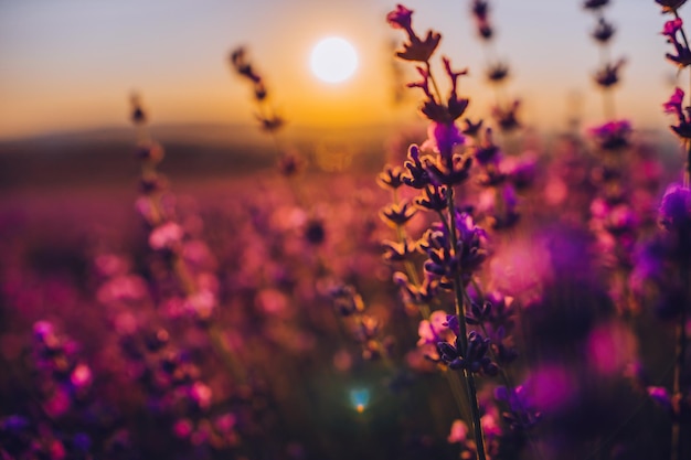 Lavendelbloemachtergrond met mooie paarse kleuren en bokehlichten die lavendel in a . bloeien