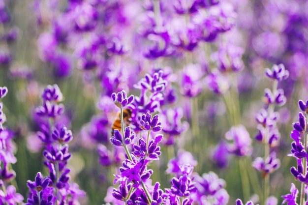 Lavendelbloemachtergrond met mooie paarse kleuren en bokehlichten die lavendel in a . bloeien