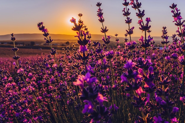 Lavendelbloemachtergrond met mooie paarse kleuren en bokehlichten die lavendel in a . bloeien