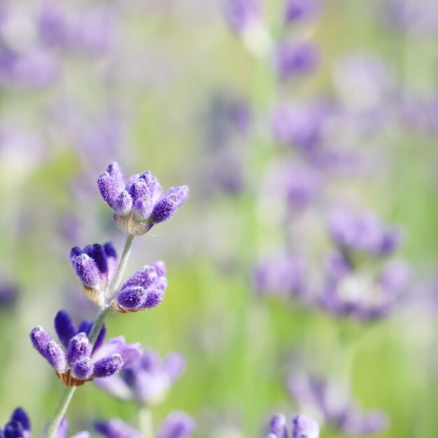 Lavendelbloemen bloeien in de tuin met een wazige achtergrond