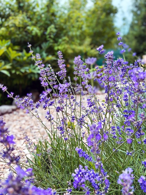 Lavendelbloemen bloeien in de zomertuin