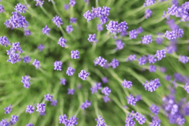 Lavendelbloemen bovenkant Lavendelveld Paarse lavendel bloemen met selectieve focus