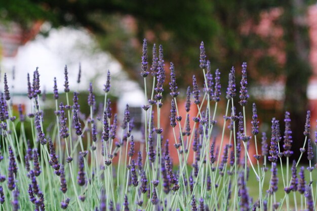 Foto lavendelbloemen groeien in het park