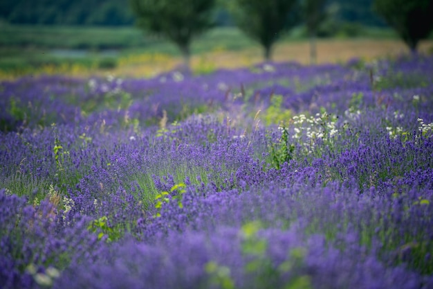 Lavendelbloemen op de boerderij