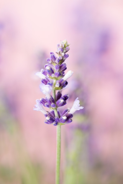 Lavendelbloemen op een witte achtergrond.