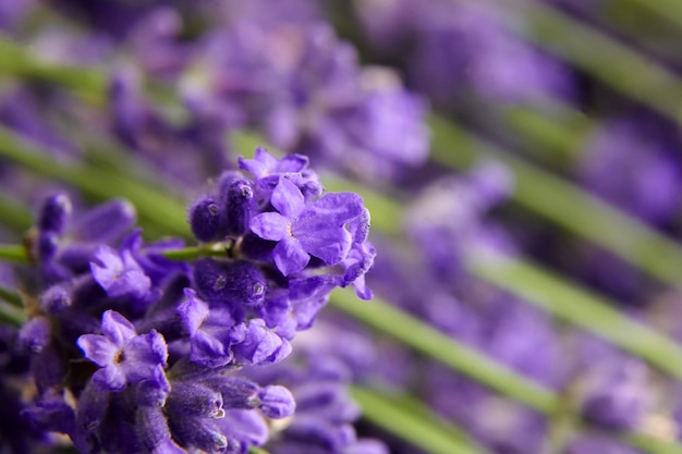 Lavendelbloemen sluiten eup