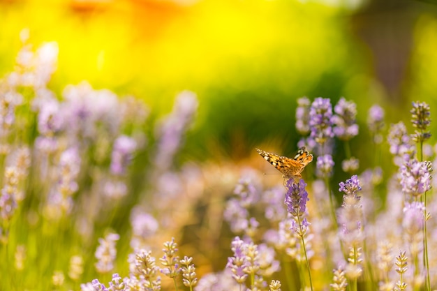 Lavendelbloemen van de Provence met prachtige vlinder in een weiland in de natuur in de zonnestralen