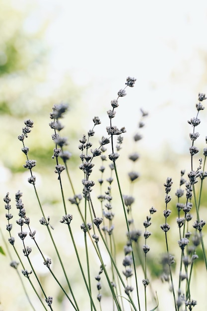 lavendelboeket in de tuin, geurboeket