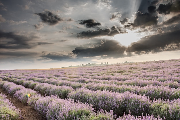 Lavendelgebied en dramatische hemel bij zonsopgang