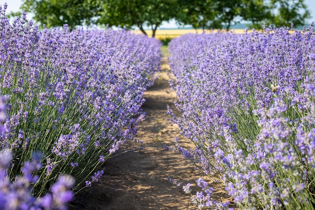 Lavendelplantage in een veld in de Provence