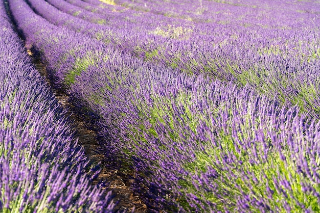 Lavendelplantages in Valensole, Frankrijk.