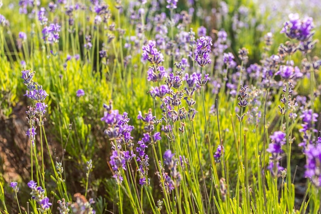 Lavendelplanten die in een veld groeien