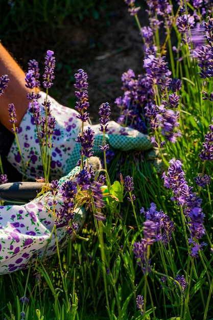 Lavendelplanten in de tuin