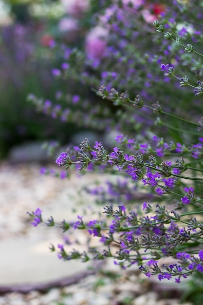 Lavendelstruik in de zomertuin