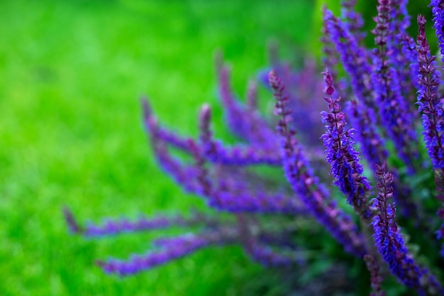 Foto lavendelstruik op groene achtergrond