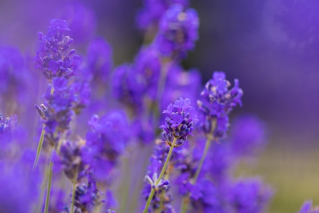 Lavendelstruiken close-up Paars lavendelveld mooie bloeiende Engelse lavendel