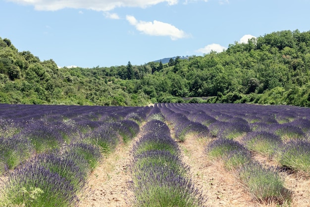 lavendelstruiken groene oren en jonge bloemen omgeven door een dicht bos Vaucluse Provence