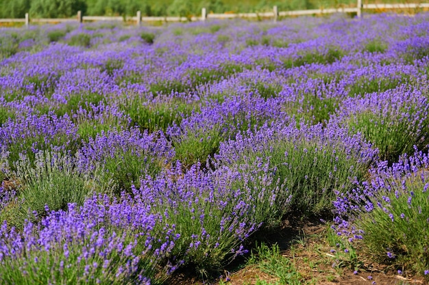 Lavendelstruiken op het veld van een boer