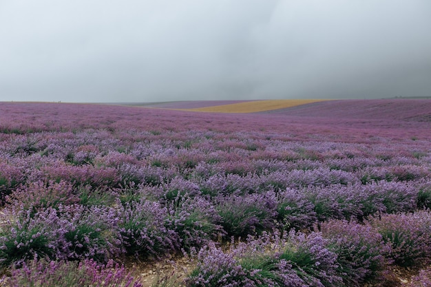 Lavendelveld bij bewolkt weer. Bloemen paarse achtergrond