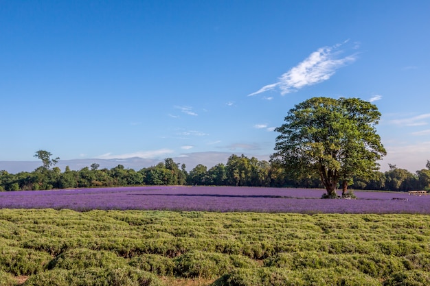 Lavendelveld in Banstead Surrey