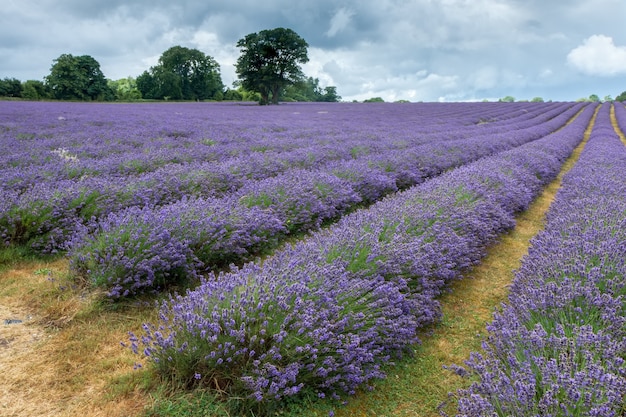 Lavendelveld in Banstead Surrey