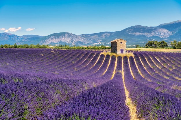 Lavendelveld in bloei met een huis in Valensole, Frankrijk.