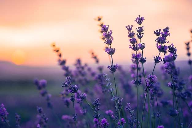 Lavendelveld in de zomer, natuurlijke kleuren, selectieve aandacht.