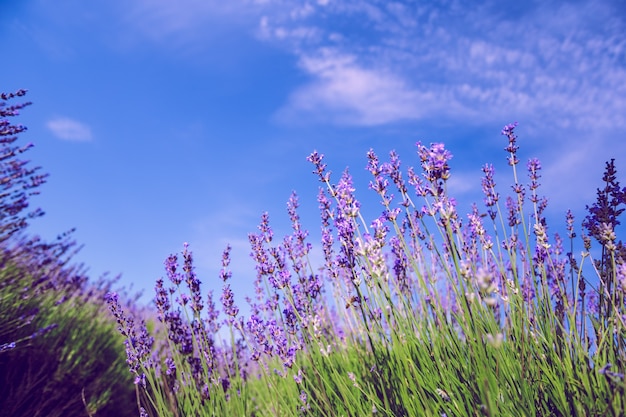 Lavendelveld in de zomer