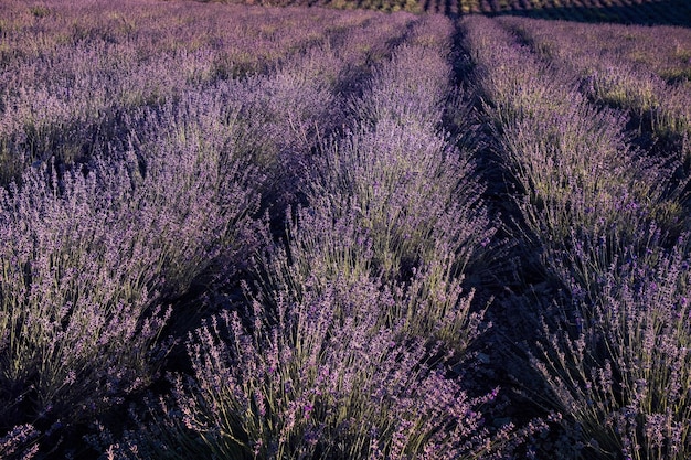 Lavendelveld in de zomerzonsondergang