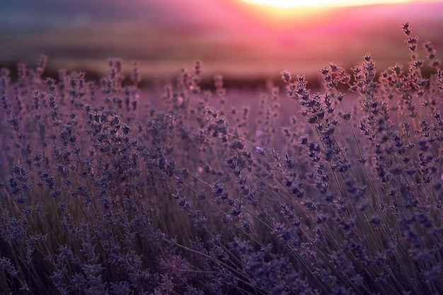 Lavendelveld in de zomerzonsondergang