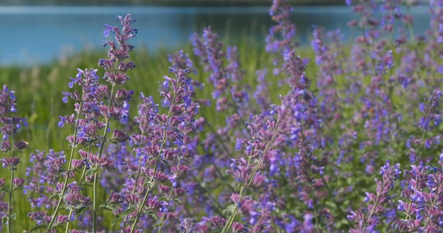 Lavendelveld in Kawaguchiko in Japan