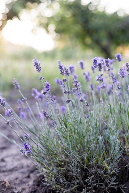 Foto lavendelveld van de provence