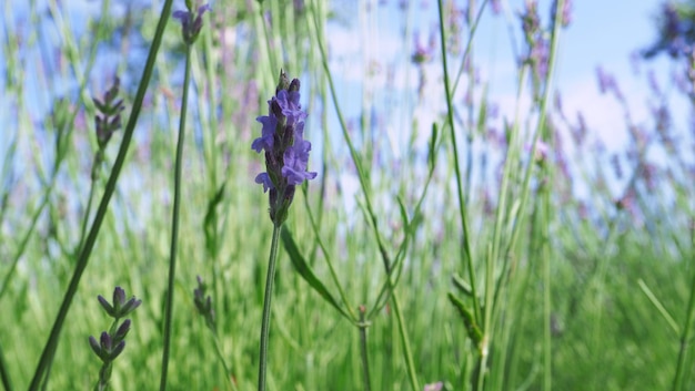 Lavendelvelden bloeien in hokkaido japan om te ontspannen in de zomer of lente