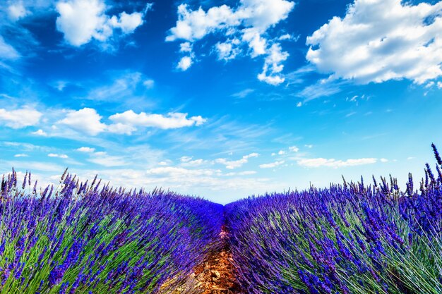 Lavendelvelden en de blauwe lucht. Valensole, Provence, Frankrijk. Mooie zomerse natuur achtergrond