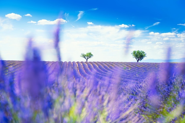 Lavendelvelden in de buurt van Valensole, Provence, Frankrijk. Mooie zomerse landschap. Selectieve aandacht. Bloeiende lavendelbloemen. Beroemde reisbestemming.