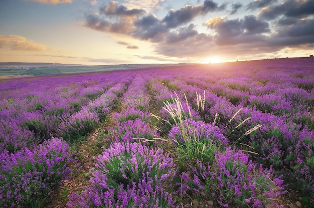 Lavendelweide Natuur compositie