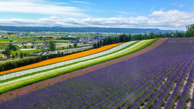 Lavanda e un altro campo di fiori in hokkaido - giappone, sullo sfondo della natura