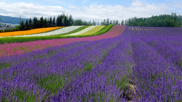 北海道のラベンダーと別の花畑 - 自然の背景