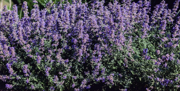 Lavender aromatic flowers