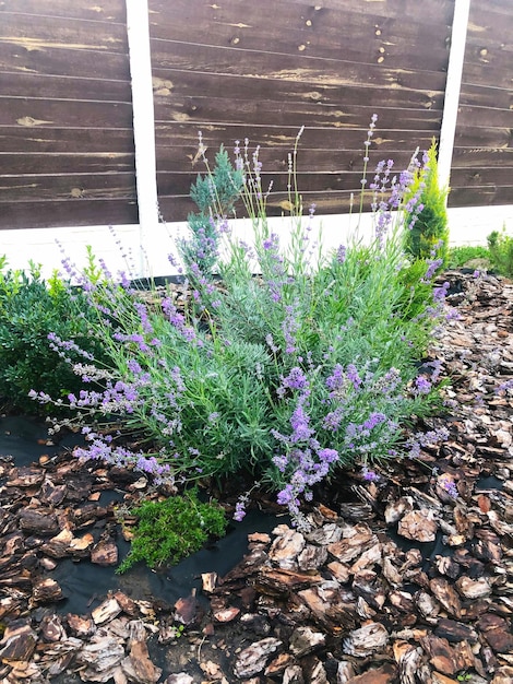 Lavender in Bark in Garden. Photo of Nature Growing.