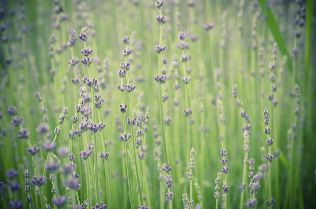 Bellissimi fiori di lavanda