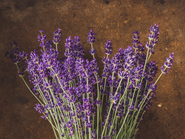 lavender, beautiful fresh flowers