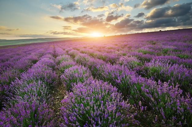 Lavender beautiful meadow.