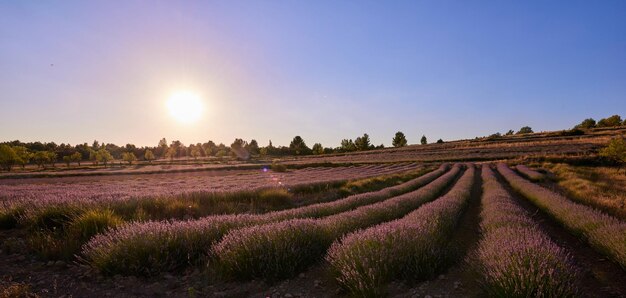 Photo lavender bloom