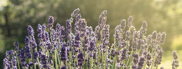 lavender blooming field at sunset, shallow depth of field.