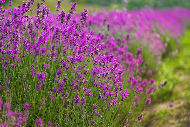 Lavender blossoms in a beautiful background field Selective focus