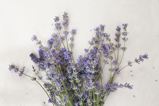 Lavender bouquet of white background
