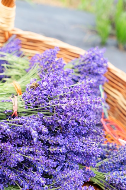 Lavender bouquets for sale