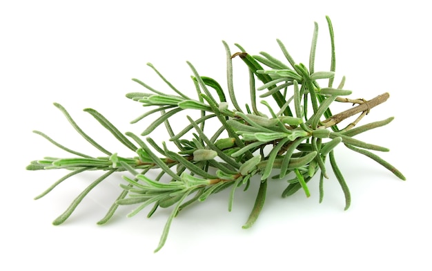 Lavender branch on a white