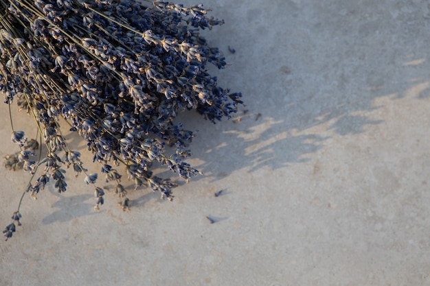 Rami di lavanda su sfondo strutturato chiaro, in morbida luce del tramonto, colori neutri, spazio copia, primo piano. disposizione piatta, vista dall'alto. concetto di aromaterapia, bellezza, assistenza sanitaria, medicina alternativa.